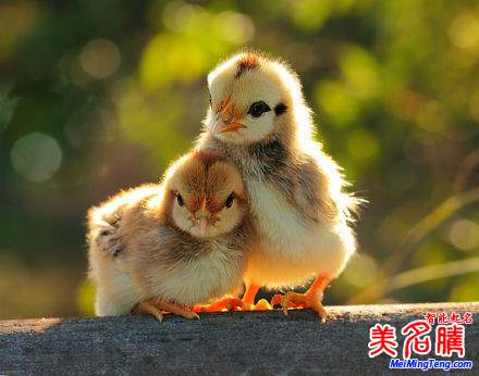 杭州新生兒最熱名字排行榜首次權(quán)威公開，起名漸趨中性化：宇軒、梓涵、梓睿、詩(shī)涵最多