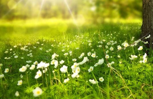 牛年寶寶草字頭的好聽(tīng)名字有哪些?